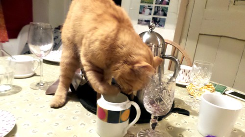 M's cat